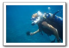 Maui-Reefdancer-120