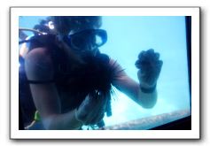 Maui-Reefdancer-127