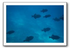 Maui-Reefdancer-132