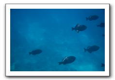 Maui-Reefdancer-133
