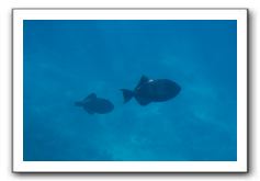 Maui-Reefdancer-135