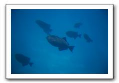 Maui-Reefdancer-139
