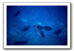 Maui-Reefdancer-144