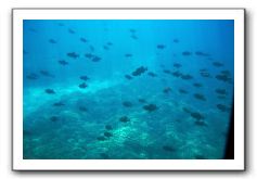 Maui-Reefdancer-151