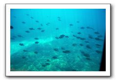 Maui-Reefdancer-152