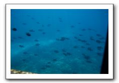 Maui-Reefdancer-153