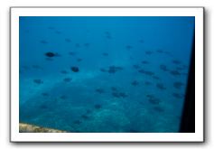 Maui-Reefdancer-154
