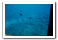 Maui-Reefdancer-155