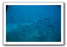 Maui-Reefdancer-157