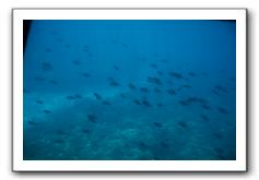 Maui-Reefdancer-158