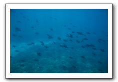 Maui-Reefdancer-159