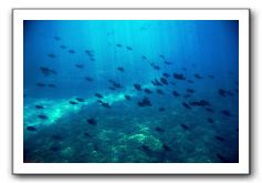 Maui-Reefdancer-160