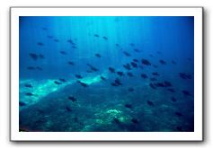 Maui-Reefdancer-161