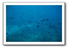 Maui-Reefdancer-162