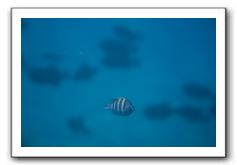 Maui-Reefdancer-163