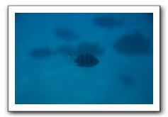 Maui-Reefdancer-165
