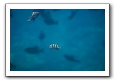 Maui-Reefdancer-167