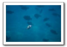Maui-Reefdancer-169