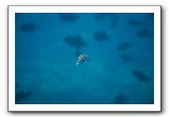 Maui-Reefdancer-170