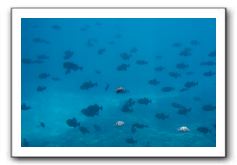 Maui-Reefdancer-171