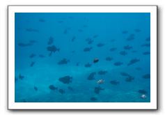 Maui-Reefdancer-172