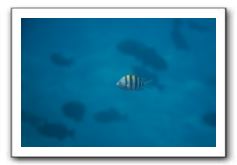 Maui-Reefdancer-177