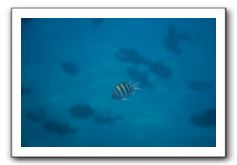 Maui-Reefdancer-178