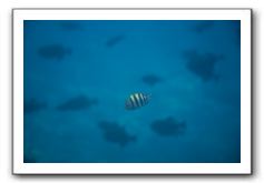 Maui-Reefdancer-179