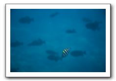 Maui-Reefdancer-180