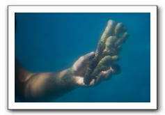 Maui-Reefdancer-211