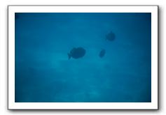 Maui-Reefdancer-219