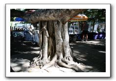 Maui-Reefdancer-022