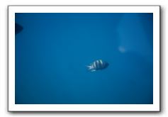 Maui-Reefdancer-220