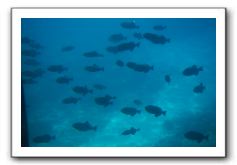 Maui-Reefdancer-222