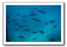 Maui-Reefdancer-223