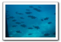 Maui-Reefdancer-224