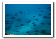 Maui-Reefdancer-226