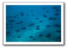 Maui-Reefdancer-227