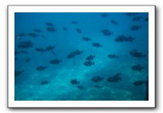 Maui-Reefdancer-228