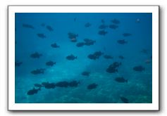 Maui-Reefdancer-229