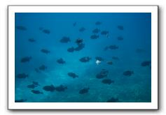 Maui-Reefdancer-231
