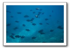 Maui-Reefdancer-232