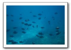 Maui-Reefdancer-233