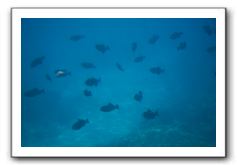 Maui-Reefdancer-234