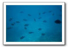 Maui-Reefdancer-235