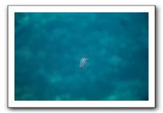 Maui-Reefdancer-236