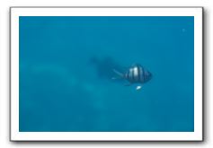 Maui-Reefdancer-238