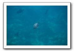 Maui-Reefdancer-239
