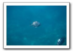Maui-Reefdancer-241