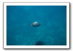 Maui-Reefdancer-242